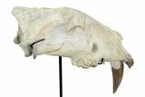 False Saber-Toothed Cat (Hoplophoneus) Upper Skull - South Dakota #299819-8